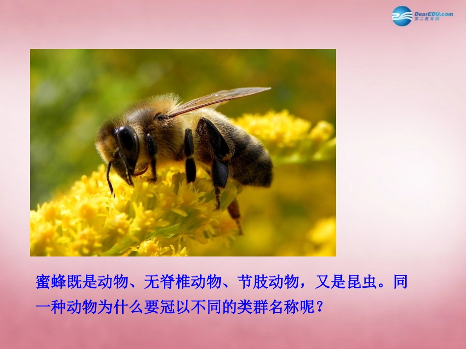八年级生物上册 6.1.2 从种到界课件 （新版）新人教版_第2页