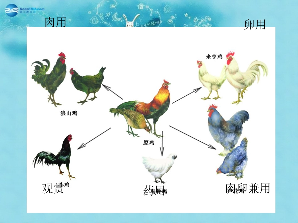 江苏省太仓市第二中学八年级生物下册 22.3 生物进化的原因课件3 苏科版_第2页