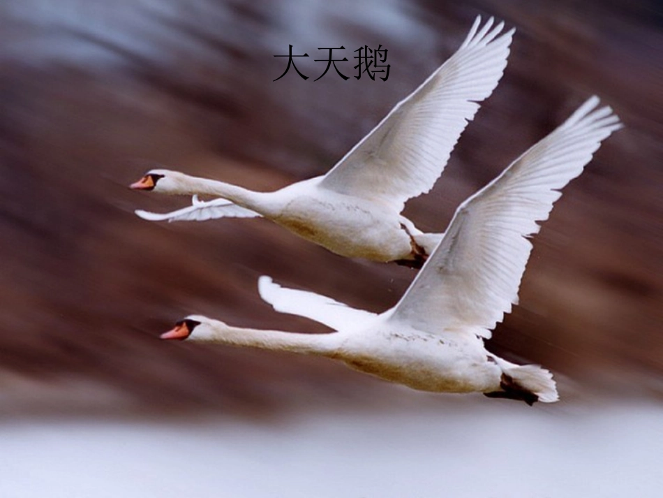 八年级生物上册 5.2.1 动物的运动课件3 （新版）新人教版_第3页