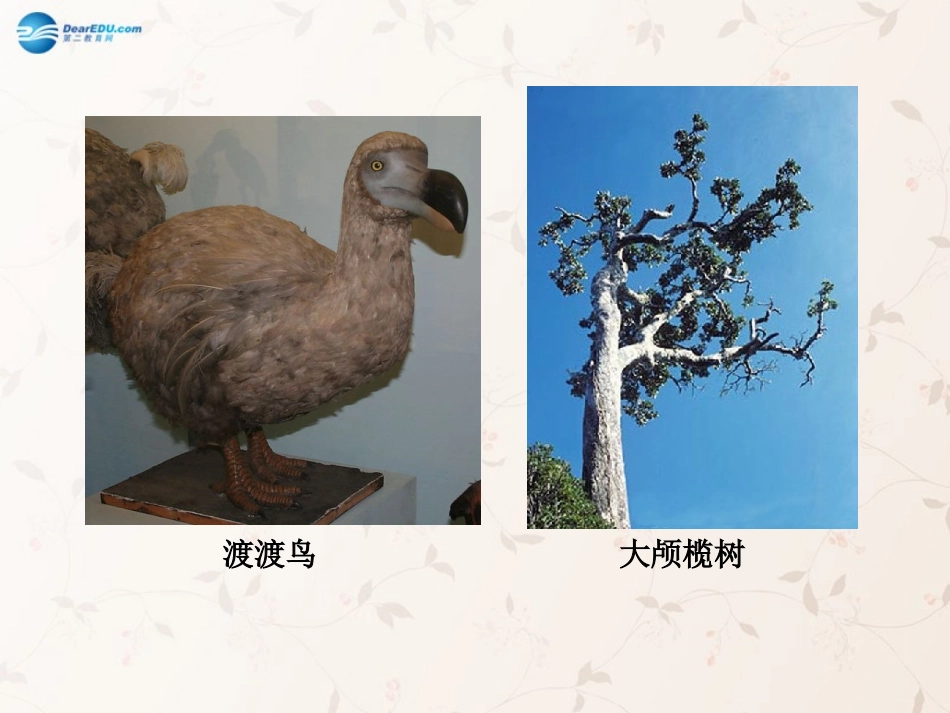 八年级生物上册 6.3 保护生物的多样性课件1 （新版）新人教版_第1页