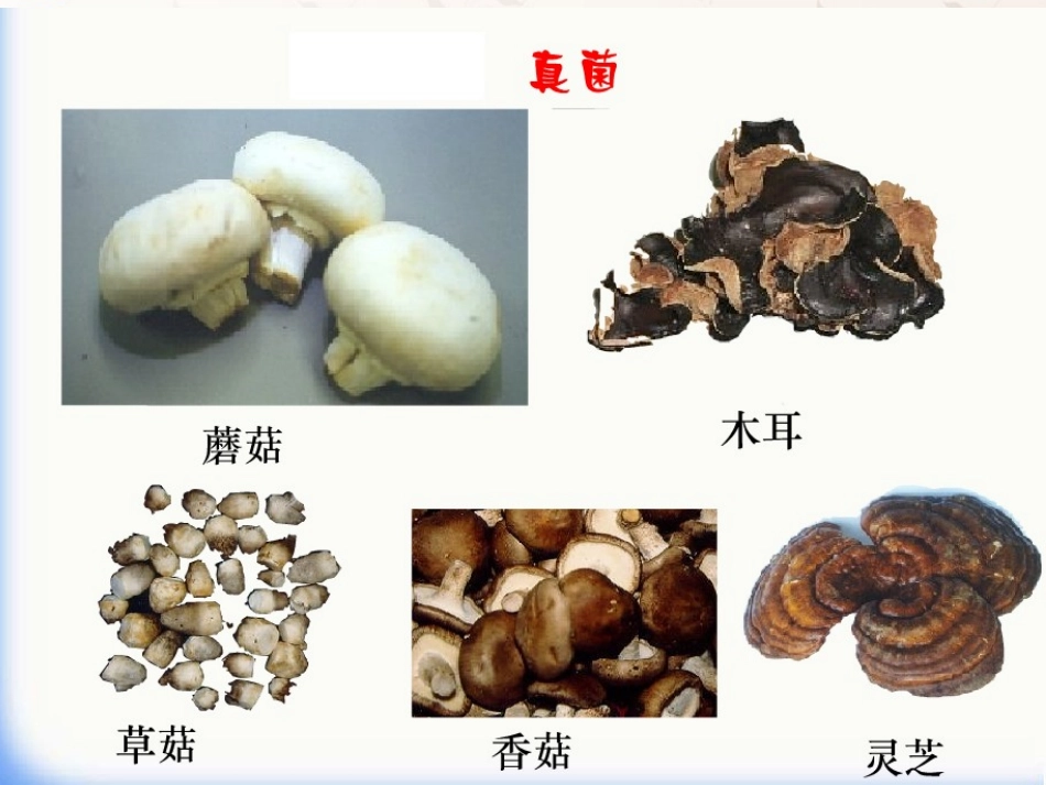 八年级生物上册 5.4.1 细菌和真菌的分布课件1 （新版）新人教版_第2页
