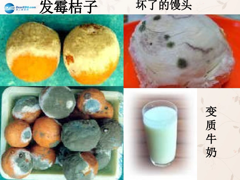 八年级生物上册 5.4.1 细菌和真菌的分布课件1 （新版）新人教版_第3页