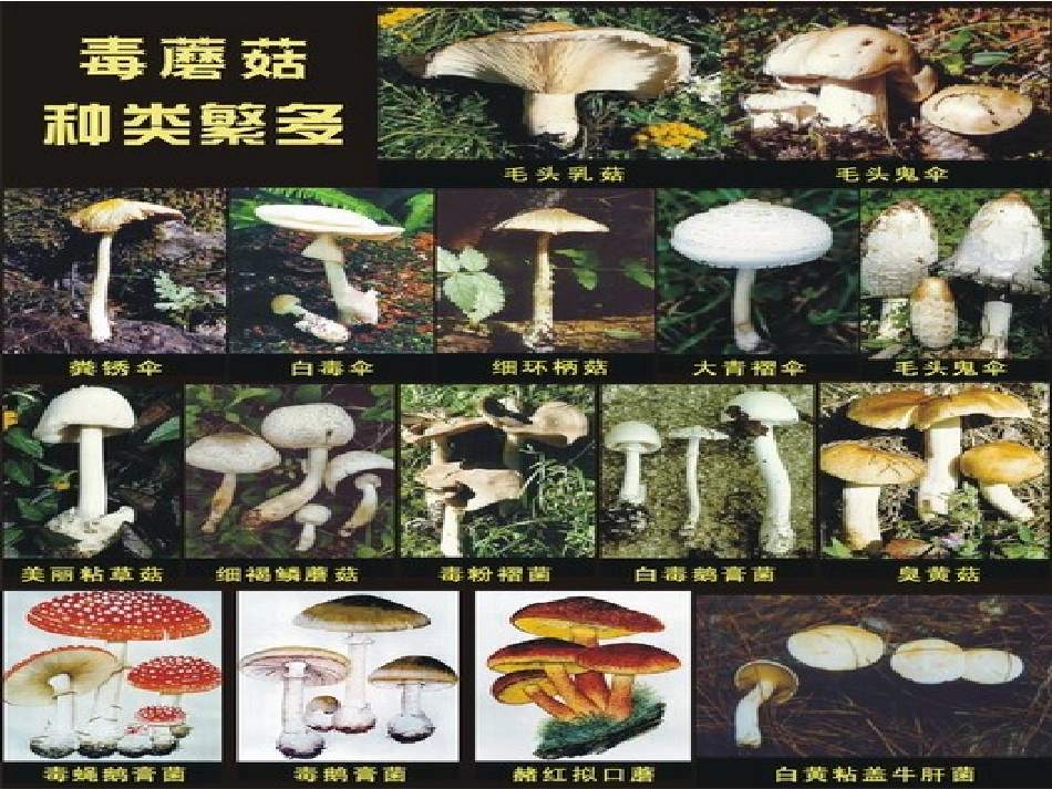 八年级生物上册 5.4.1 细菌和真菌的分布课件3 （新版）新人教版_第2页