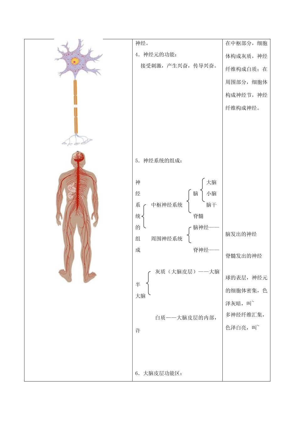 八年级生物上册 15.1 人体的神经调节 教案 苏科版_第2页