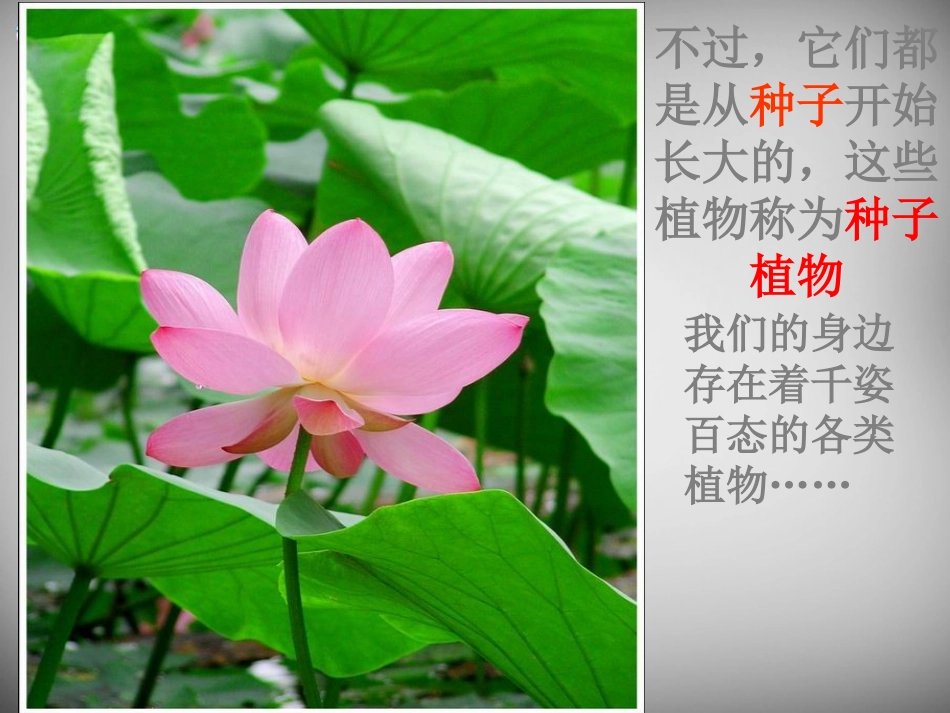 安徽省长丰县下塘实验中学七年级生物上册《3.1.2 种子植物》课件 （新版）新人教版_第2页