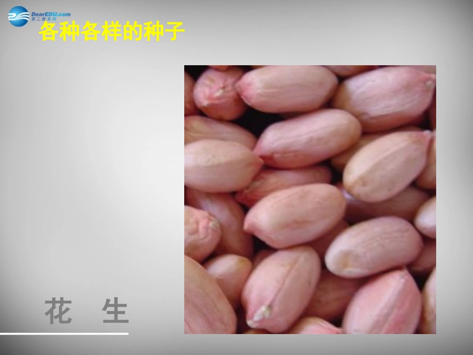 安徽省长丰县下塘实验中学七年级生物上册《3.1.2 种子植物》课件 （新版）新人教版_第3页