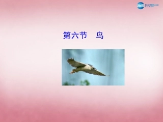 八年级生物上册 5.1.6 鸟课件 （新版）新人教版