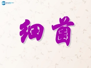 八年级生物上册 5.4.2 细菌课件2 （新版）新人教版