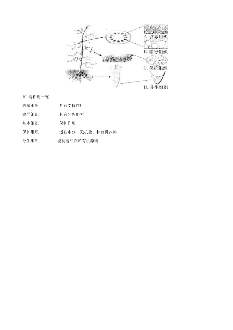 江苏省连云港东海县平明镇中学七年级生物下册 9.1 植物体的组成复习教案 苏科版_第2页