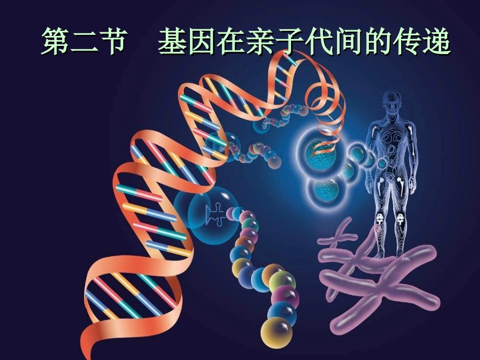 湖南省长沙市长郡芙蓉中学八年级生物下册《7.2.2 基因在亲子代间的传递》课件 新人教版_第2页
