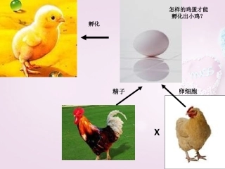 湖南省长沙市长郡芙蓉中学八年级生物下册《7.2.2 基因在亲子代间的传递》课件 新人教版