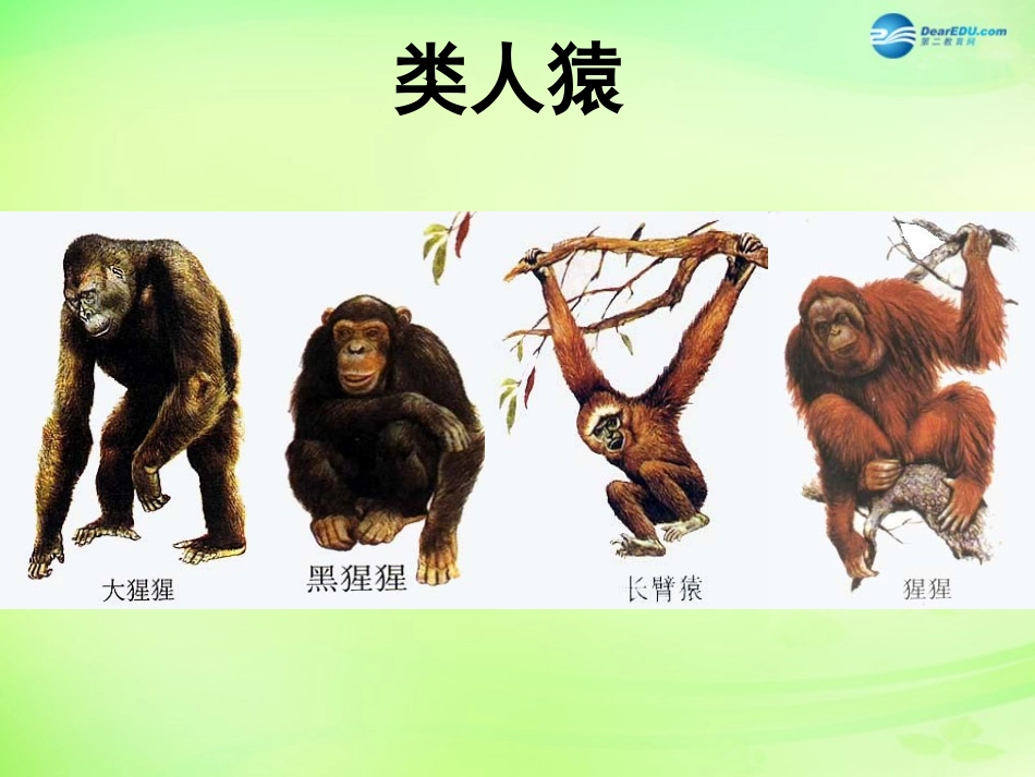 江苏省昆山市锦溪中学八年级生物下册 22.4 人类的起源和进化课件 苏科版_第3页