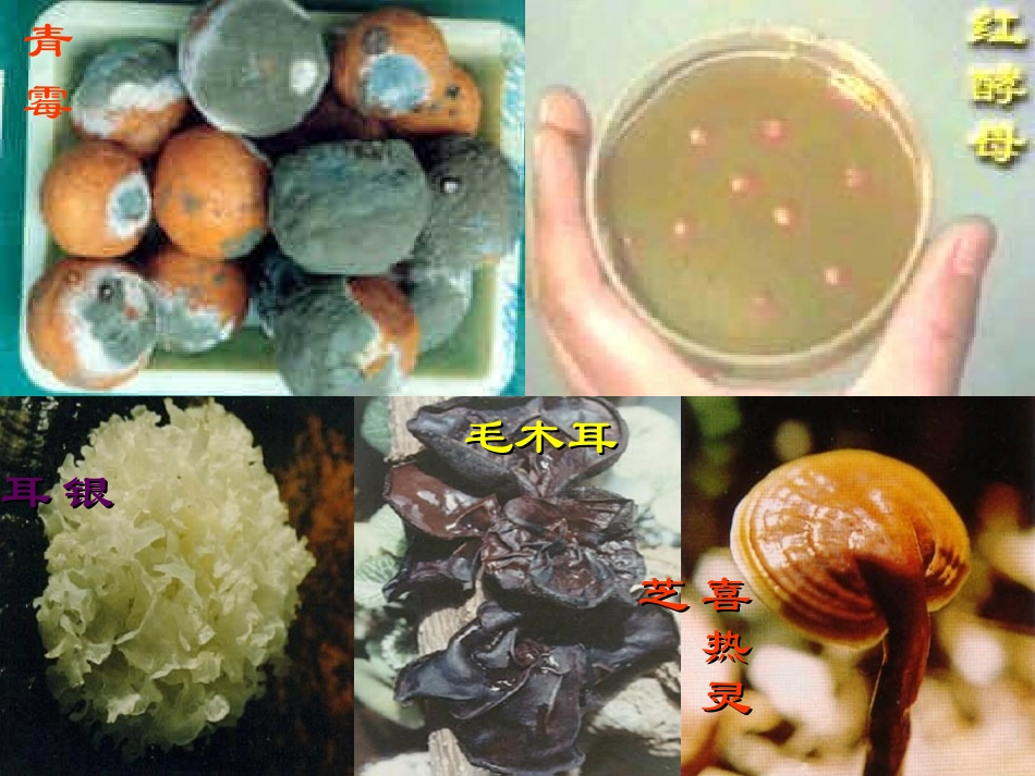 八年级生物上册 5.4.3 真菌课件1 （新版）新人教版_第3页