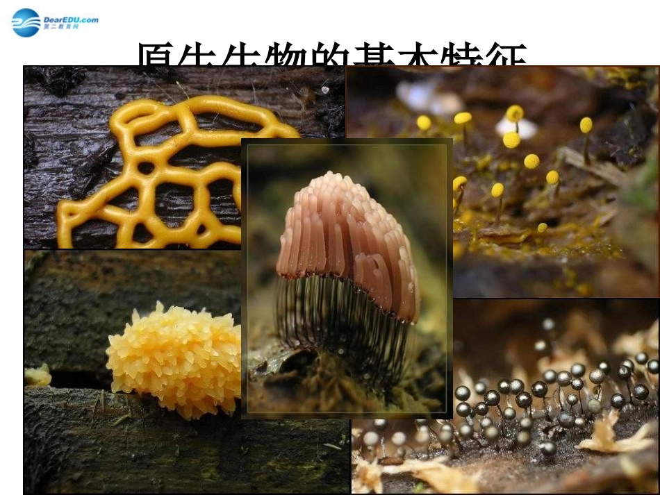 八年级生物下册 第22章 第二节 原生生物的主要类群课件3 （新版）北师大版_第2页
