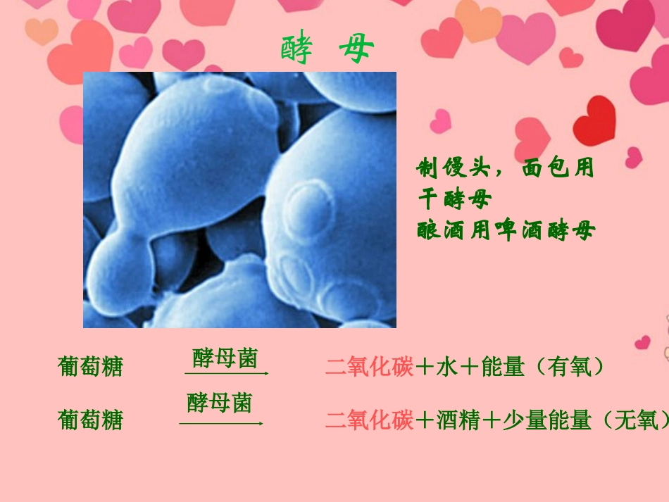 湖北省武汉市北大附中武汉为明实验中学八年级生物《人类对细菌和真菌的利用》课件_第3页