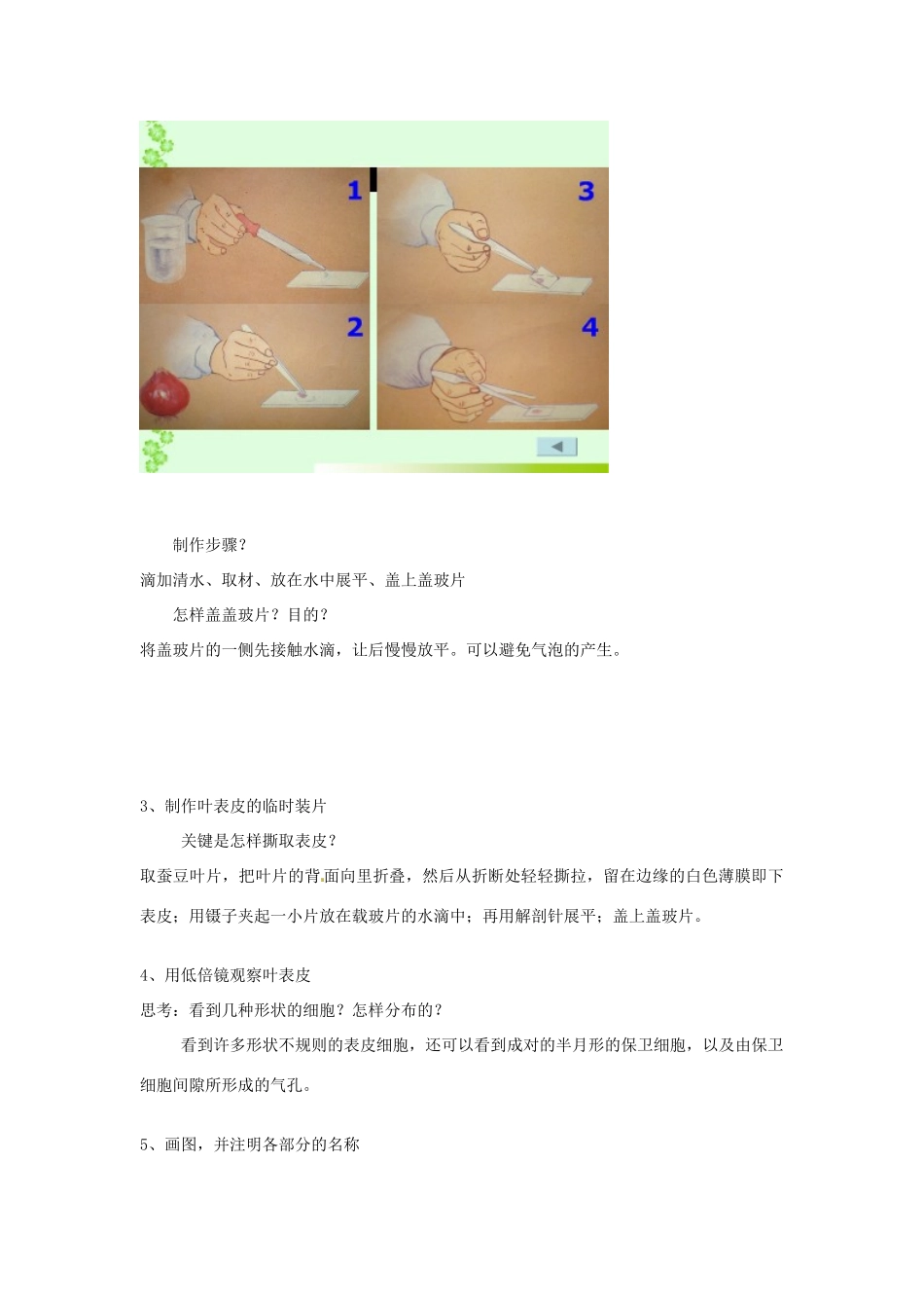 江西省信丰县黄泥中学中考生物实验汇总复习 观察叶表皮的气孔教学设计_第3页