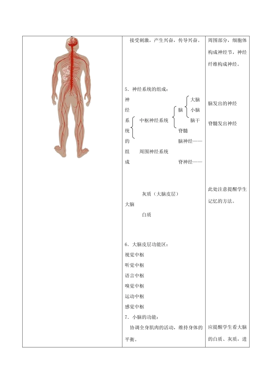 八年级生物上册 6.16.1《人体的神经调节》第1课时教案 （新版）苏科版-（新版）苏科版初中八年级上册生物教案_第2页