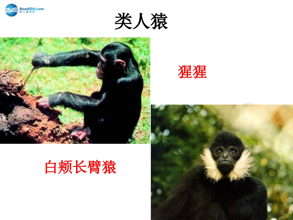 八年级生物下册 第21章 第三节 人类的起源与进化课件2 （新版）北师大版_第3页