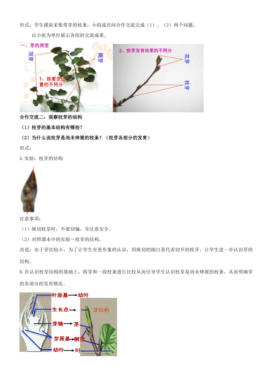 八年级生物上册 第四单元 第一章 第六节 芽的类型和发育教案 （新版）济南版-（新版）济南版初中八年级上册生物教案_第2页