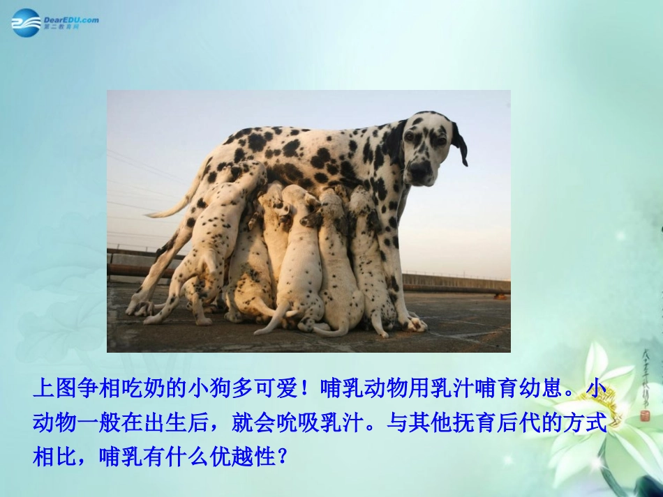 八年级生物上册 5.1.7 哺乳动物课件 （新版）新人教版_第2页
