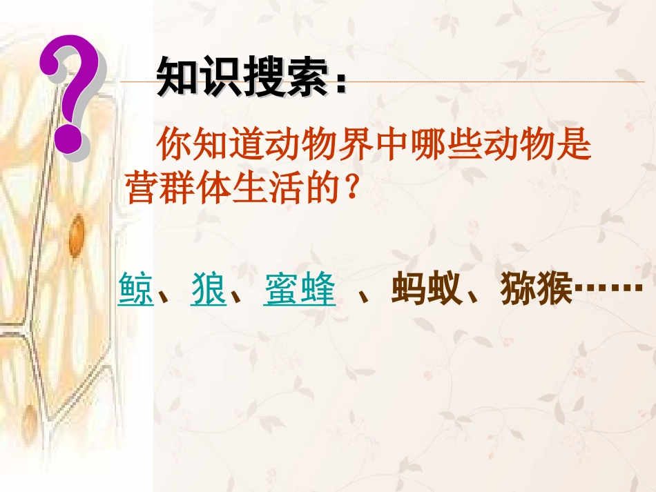 八年级生物上册 5.2.3 社会行为课件3 （新版）新人教版_第2页