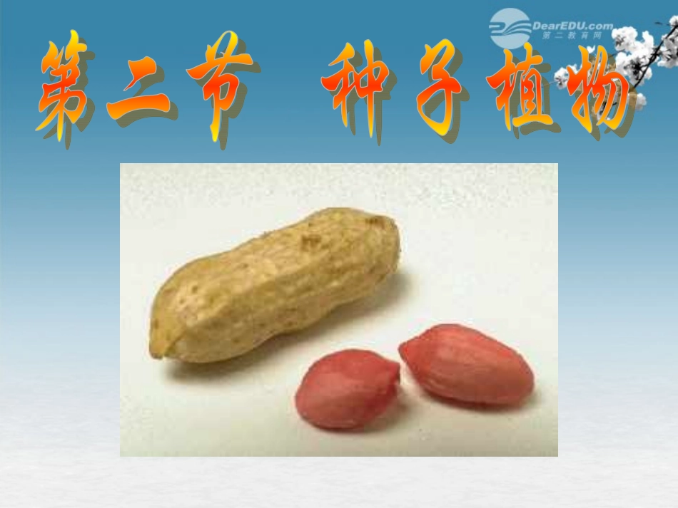 湖北省大冶市还地桥镇南湾初级中学七年级生物上册 第三单元《种子植物》课件1 新人教版_第1页