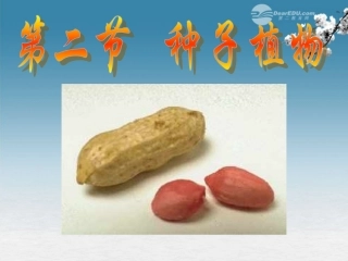 湖北省大冶市还地桥镇南湾初级中学七年级生物上册 第三单元《种子植物》课件1 新人教版