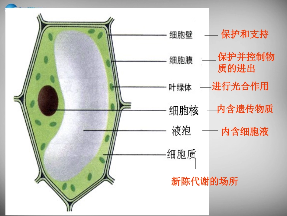 安徽省长丰县下塘实验中学七年级生物上册《2.1.3 动物细胞》课件 （新版）新人教版_第2页