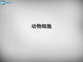 安徽省长丰县下塘实验中学七年级生物上册《2.1.3 动物细胞》课件 （新版）新人教版