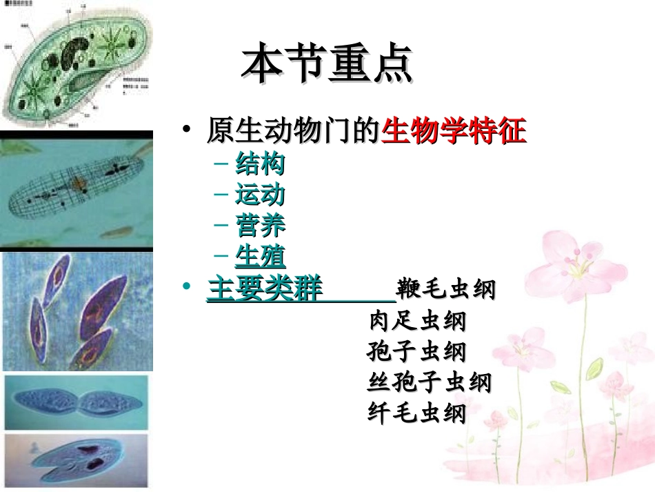 八年级生物下册 第22章 第二节 原生生物的主要类群课件1 （新版）北师大版_第2页