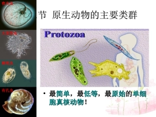 八年级生物下册 第22章 第二节 原生生物的主要类群课件1 （新版）北师大版
