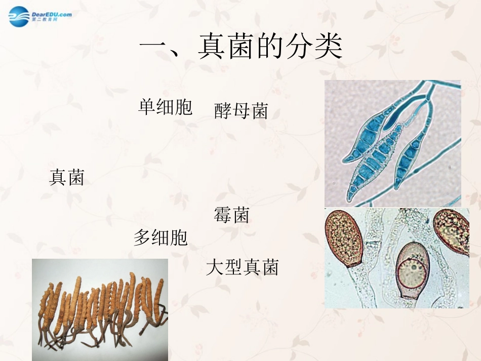 八年级生物上册 5.4.3 真菌课件3 （新版）新人教版_第3页