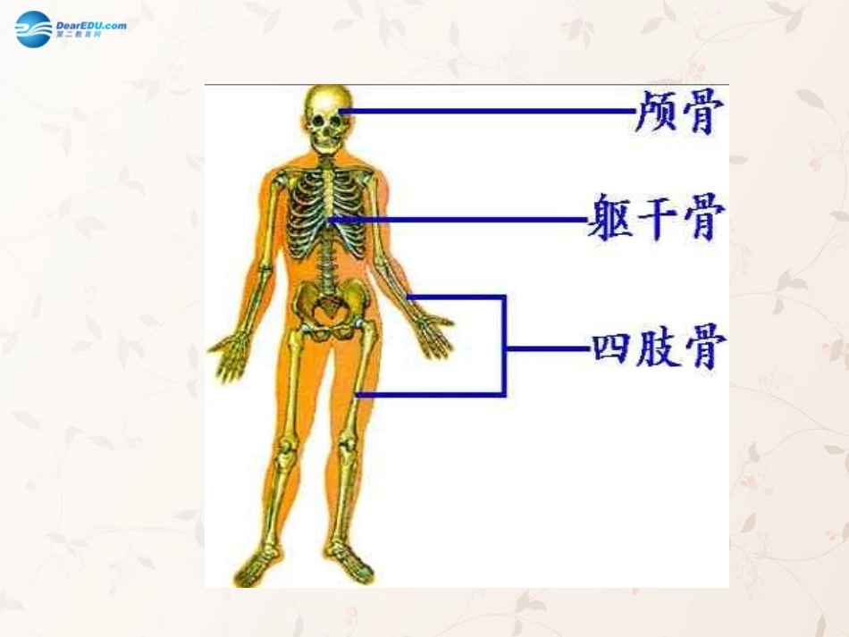 八年级生物上册 5.2.1 动物的运动课件4 （新版）新人教版_第3页