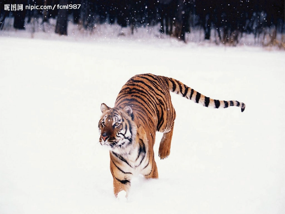 安徽省长丰县下塘实验中学七年级生物上册《2.2.2 动物体的结构层次》课件 （新版）新人教版_第2页