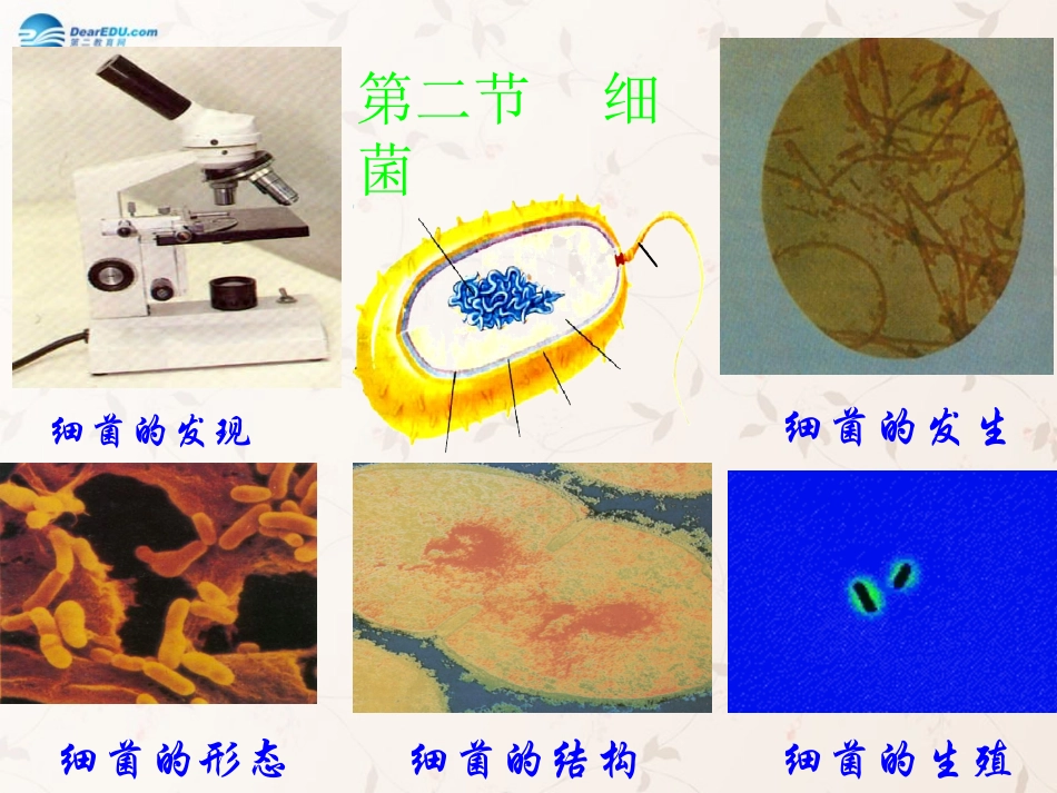 八年级生物上册 5.4.2 细菌课件1 （新版）新人教版_第1页