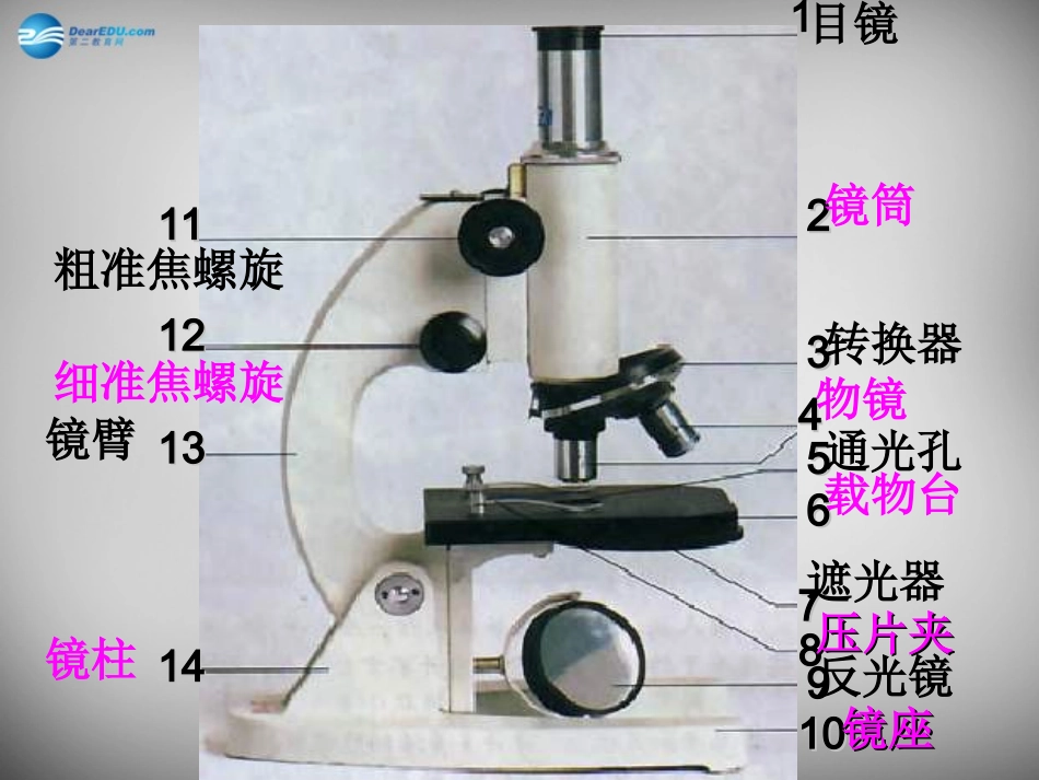 安徽省长丰县下塘实验中学七年级生物上册《2.1.1 练习使用显微镜》课件 （新版）新人教版_第2页