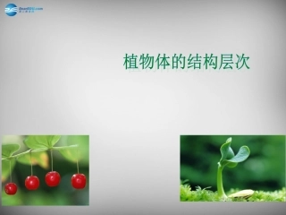 安徽省长丰县下塘实验中学七年级生物上册《2.2.3 植物体的结构层次》课件 （新版）新人教版