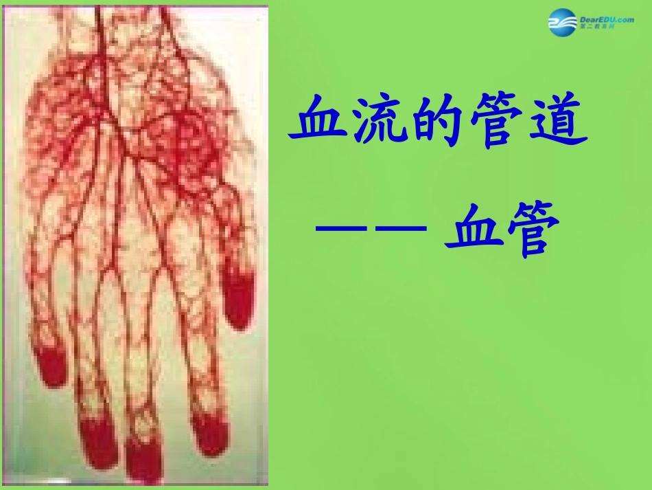 山东省淄博市临淄区第八中学七年级生物下册 4.2 血流的管道—血管课件 新人教版_第2页