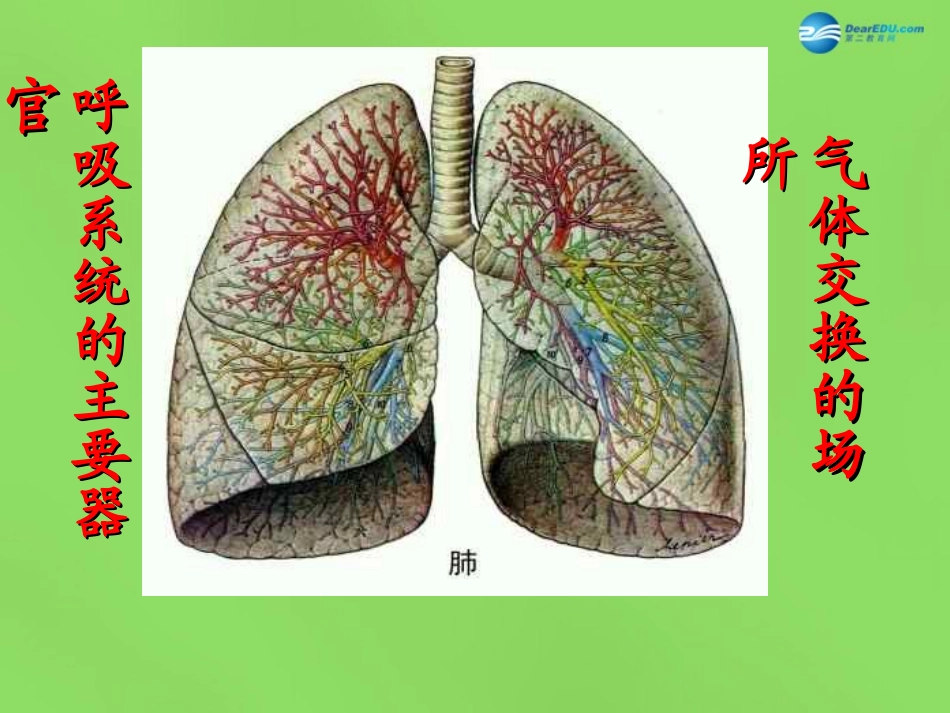 山东省淄博市临淄区第八中学七年级生物下册 3.1 呼吸道对空气的处理课件 新人教版_第3页