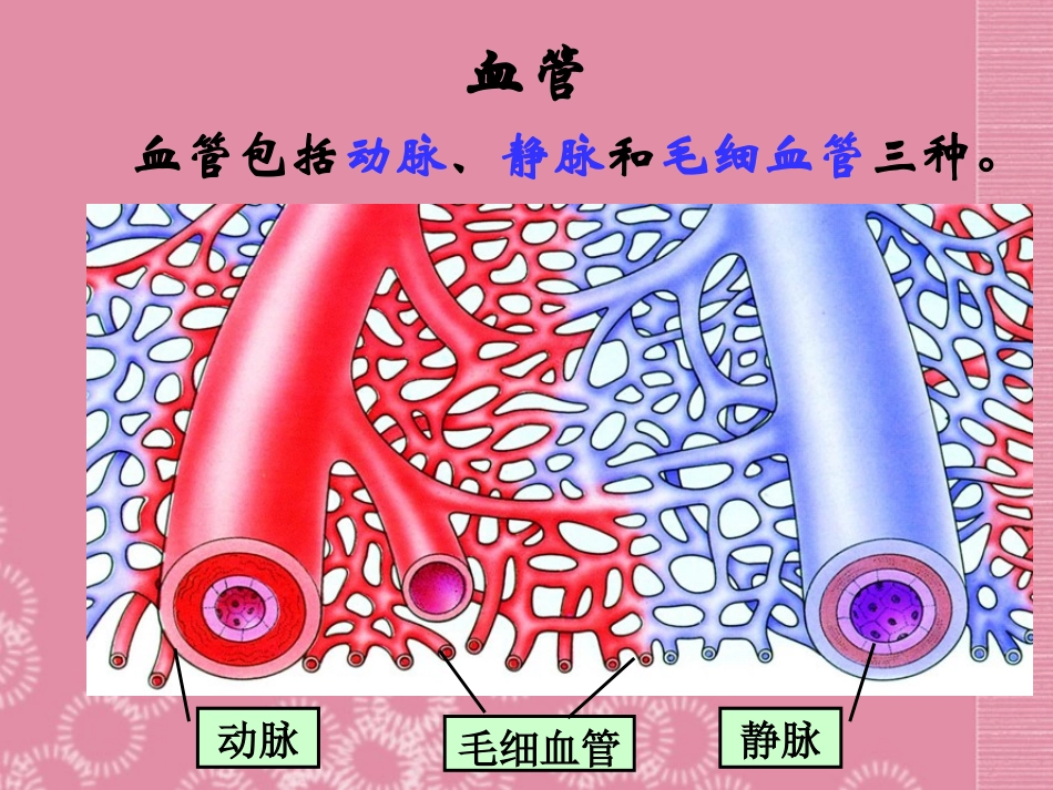 云南省祥云县禾甸中学七年级生物下册《10-2 血液循环》课件 苏教版_第2页