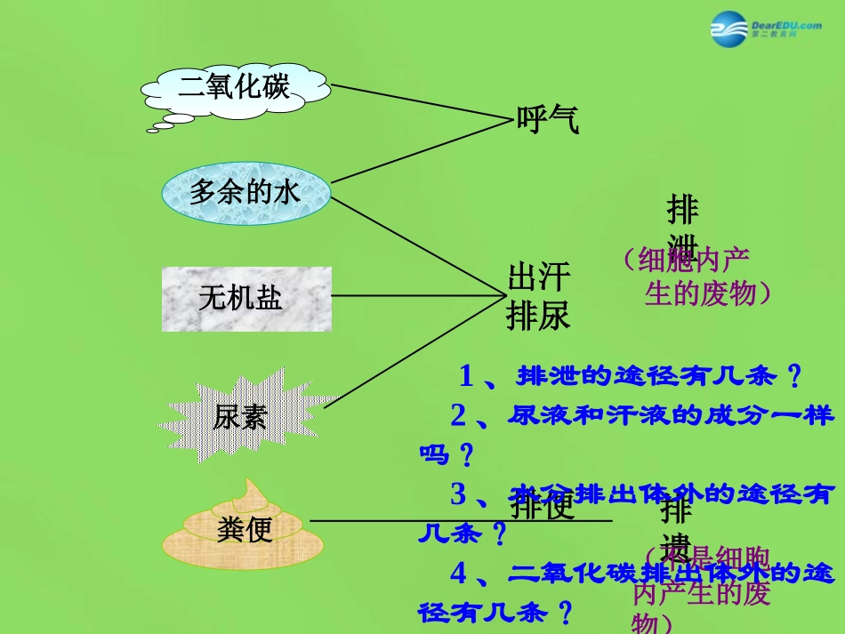 山东省淄博市临淄区第八中学七年级生物下册 第五章 第一节 尿的形成与排出课件3 新人教版_第3页