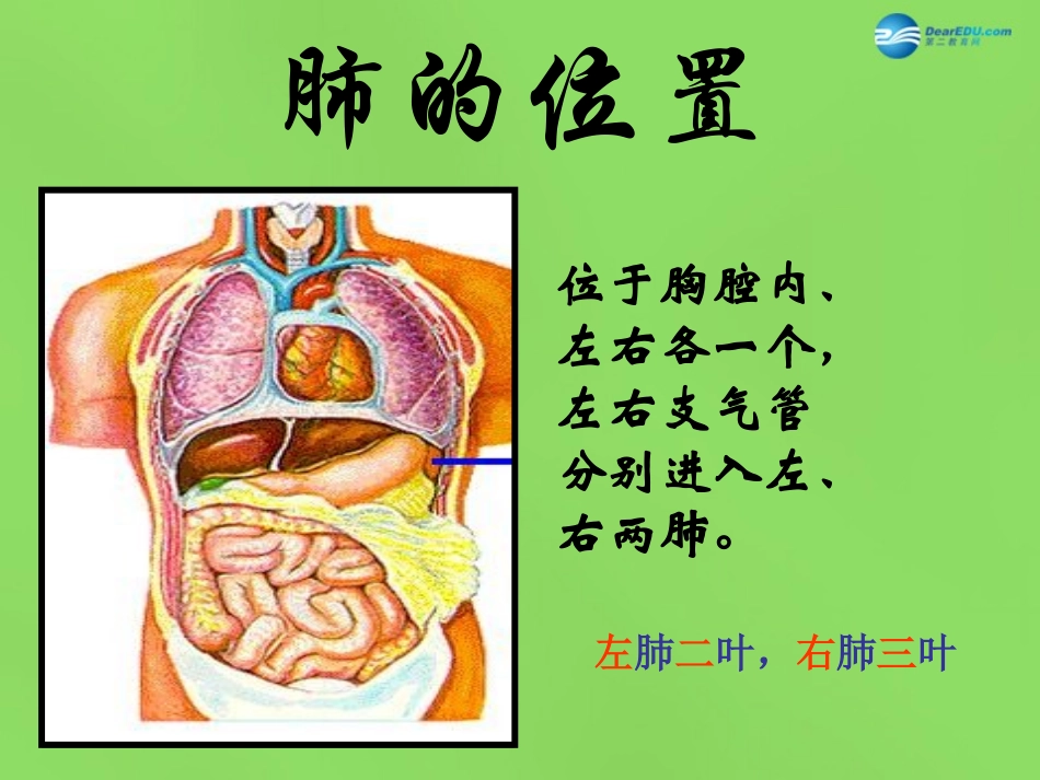 山东省淄博市临淄区第八中学七年级生物下册 3.2 发生在肺内的气体交换课件 新人教版_第3页