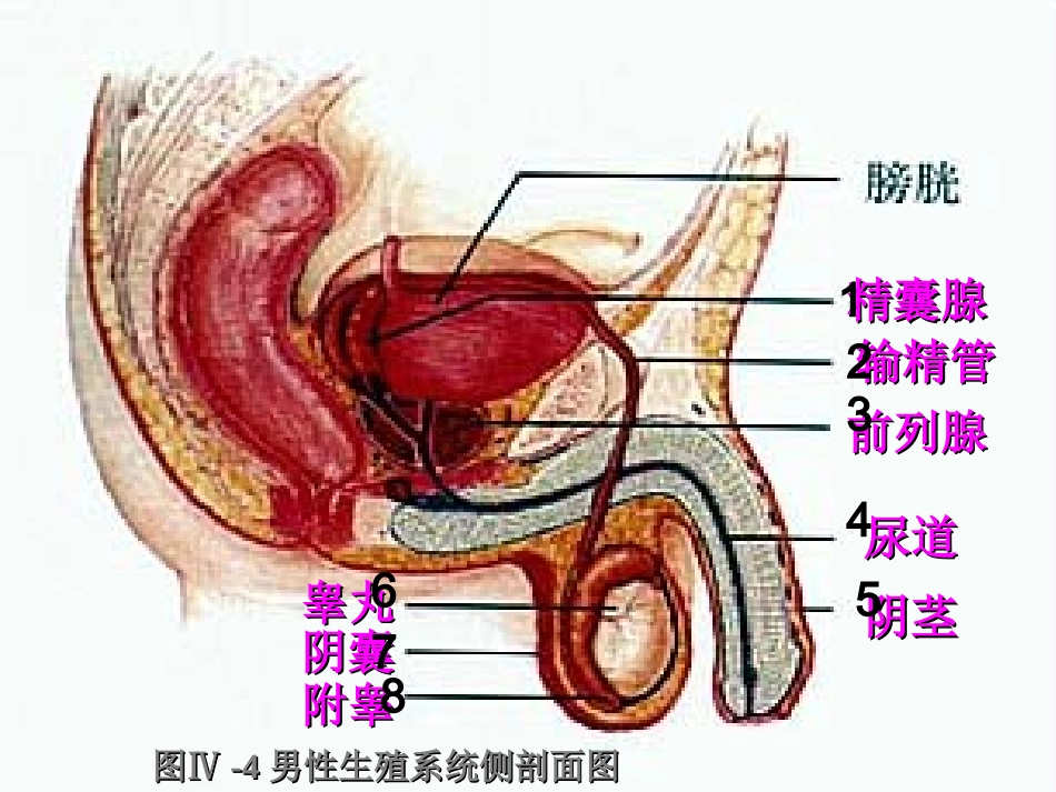 山东省淄博市临淄区第八中学七年级生物下册 1.2 人的生殖课件1 新人教版_第3页