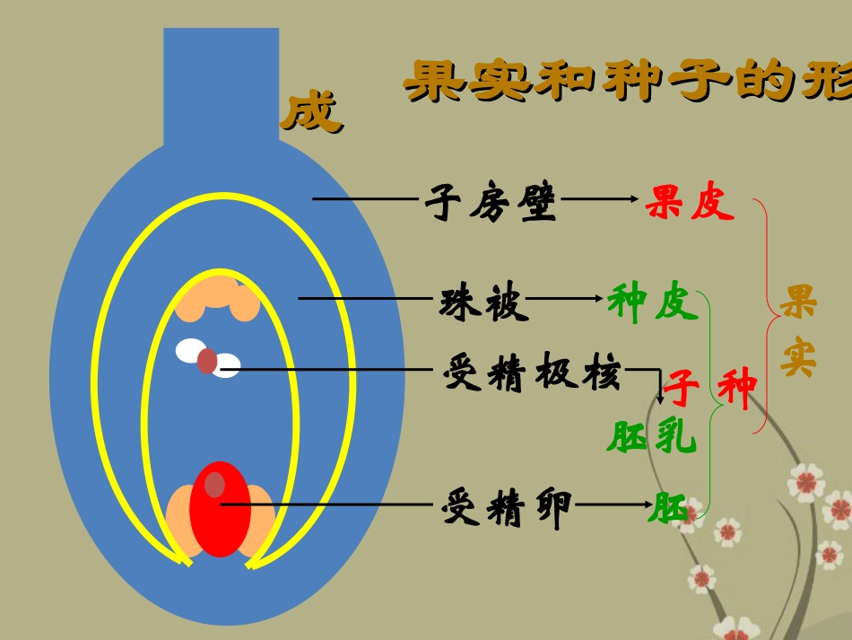 山东省枣庄市峄城区吴林街道中学八年级生物上册《果实和种子的形成》课件 新人教版_第2页