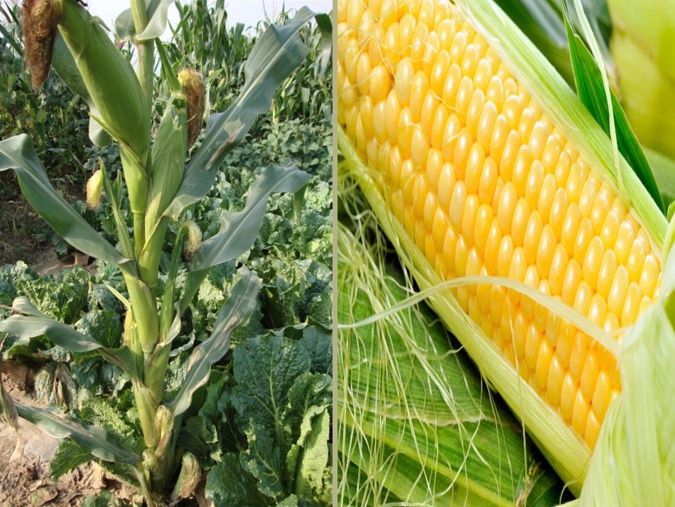 山东省枣庄市峄城区吴林街道中学八年级生物上册《果实和种子的形成》课件 新人教版_第3页