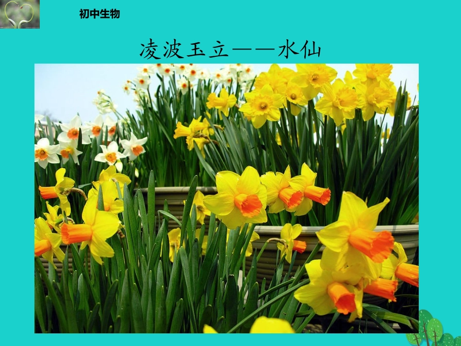 四川省泸州市纳溪中学校七年级生物上册 第三单元 第二章 第三节 开花和结果课件 （新版）新人教版_第2页