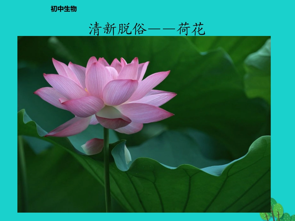 四川省泸州市纳溪中学校七年级生物上册 第三单元 第二章 第三节 开花和结果课件 （新版）新人教版_第3页