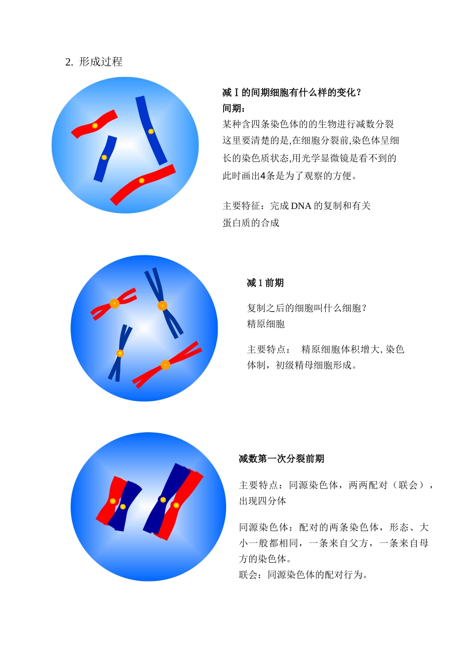 人教版必修2高中生物第2节 减数分裂和受精作用教案_第2页