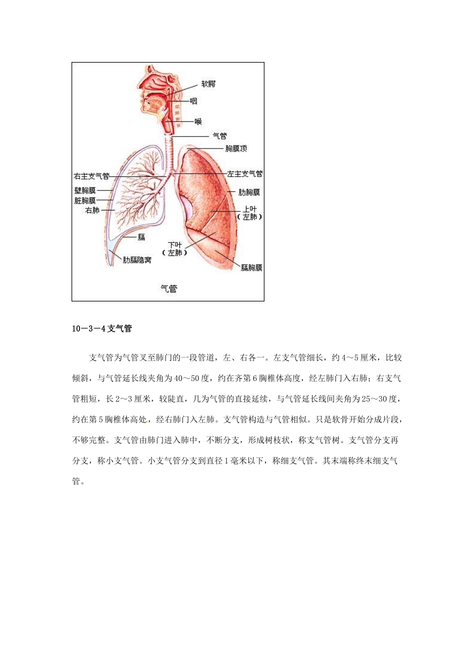 云南省祥云县禾甸中学七年级生物下册《10-3 人体和外界环境的气体交换》（18课时）教案 苏教版_第3页