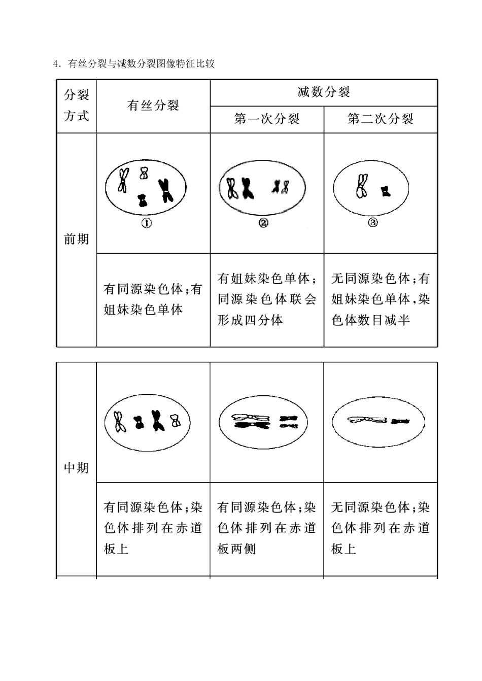 天津市高考生物一轮复习 专题3 细胞的生命历程教案 新人教版_第3页